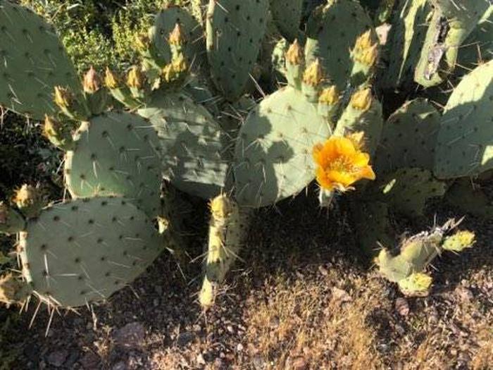 Prickly Pear BloomsTNF
