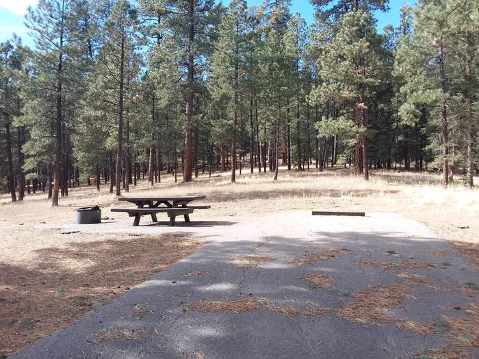 Campsite 8 has a sunny meadow, picnic table, and a fire pit.Campsite 8 sits near a sunny clearing.
