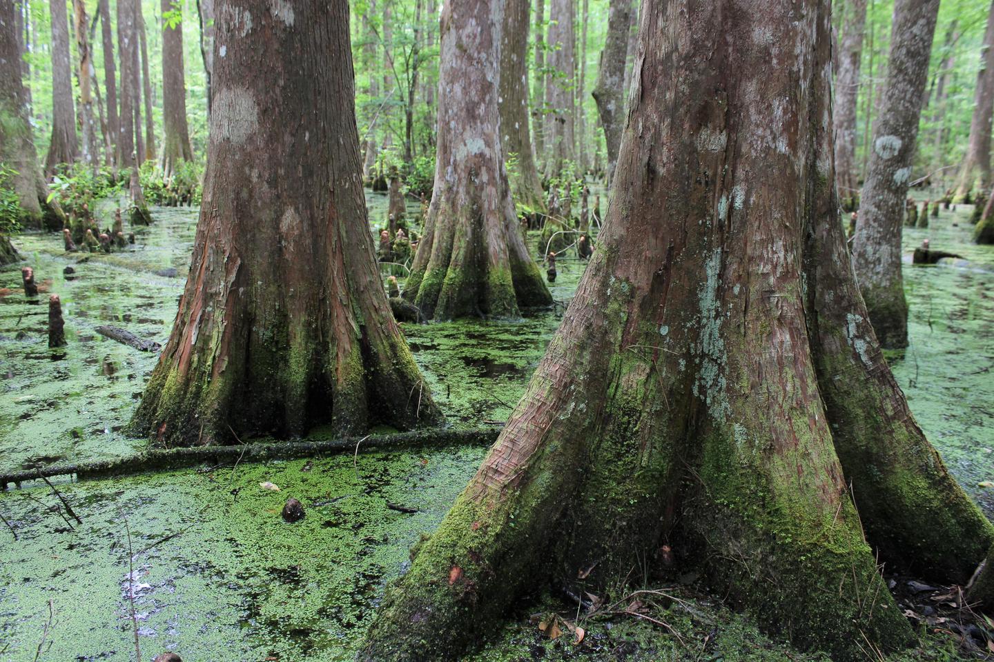 Bald Cypress TrunksFind groves of bald cypress growing in the Big Thicket's swamps.