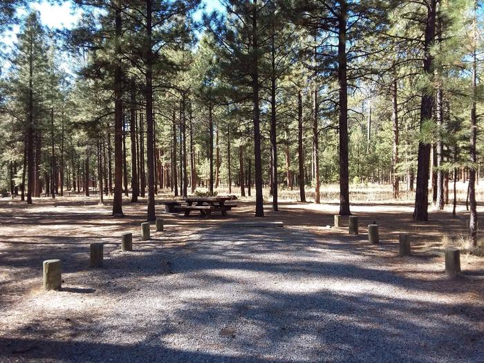 Campsite number 5 has a picnic table, fire pit, and driveway with pines providing shade.Site 5