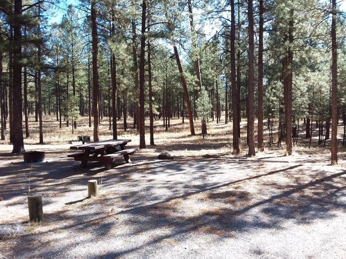 A forest of pines dominate the background of site 8 with its picnic table and fire pit. Site 8