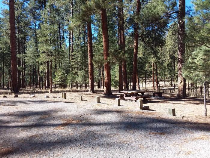 Site 12 has towering pines, a picnic table and fire ring grill combo on site.Site 12