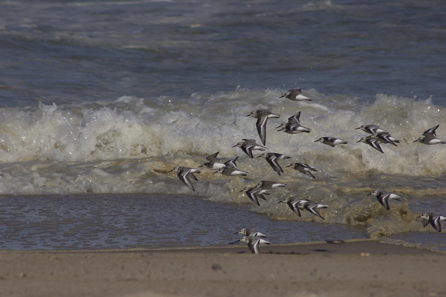 Birds and BeachThe national seashore is known for its species diversity, including threatened and endangered shorebirds.
