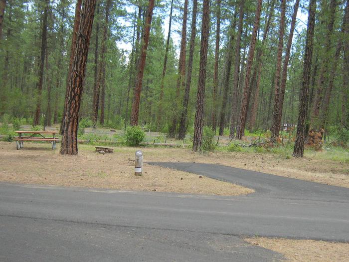 Pine trees in the back dropBack in paved parking