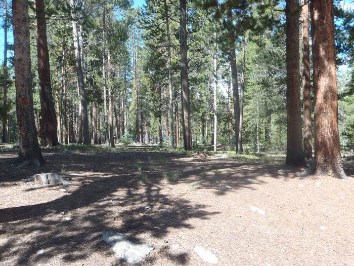 Molly Brown Campground, site 19 clearing