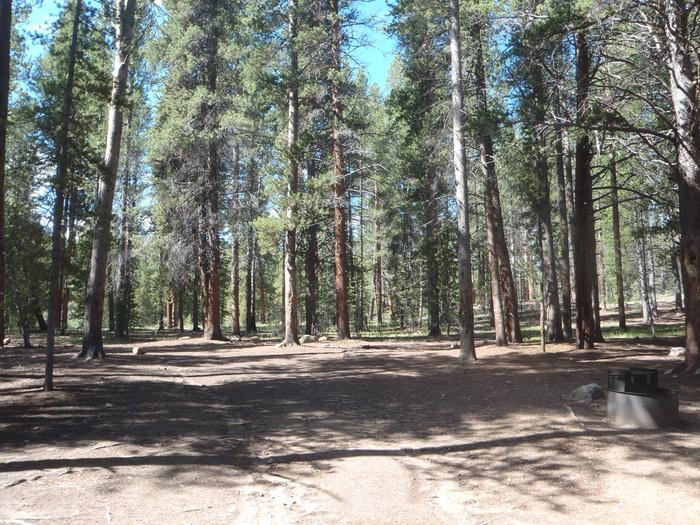 Silver Dollar Campground, site 21 clearing