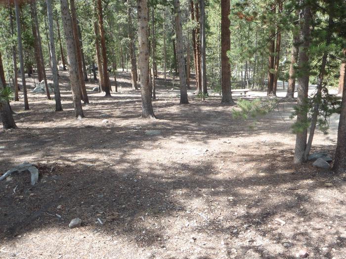Silver Dollar Campground, site 26 clearing
