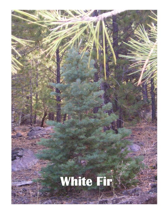 White Fir TreeVery common species for Christmas Trees.  Found on the Tonto NF.