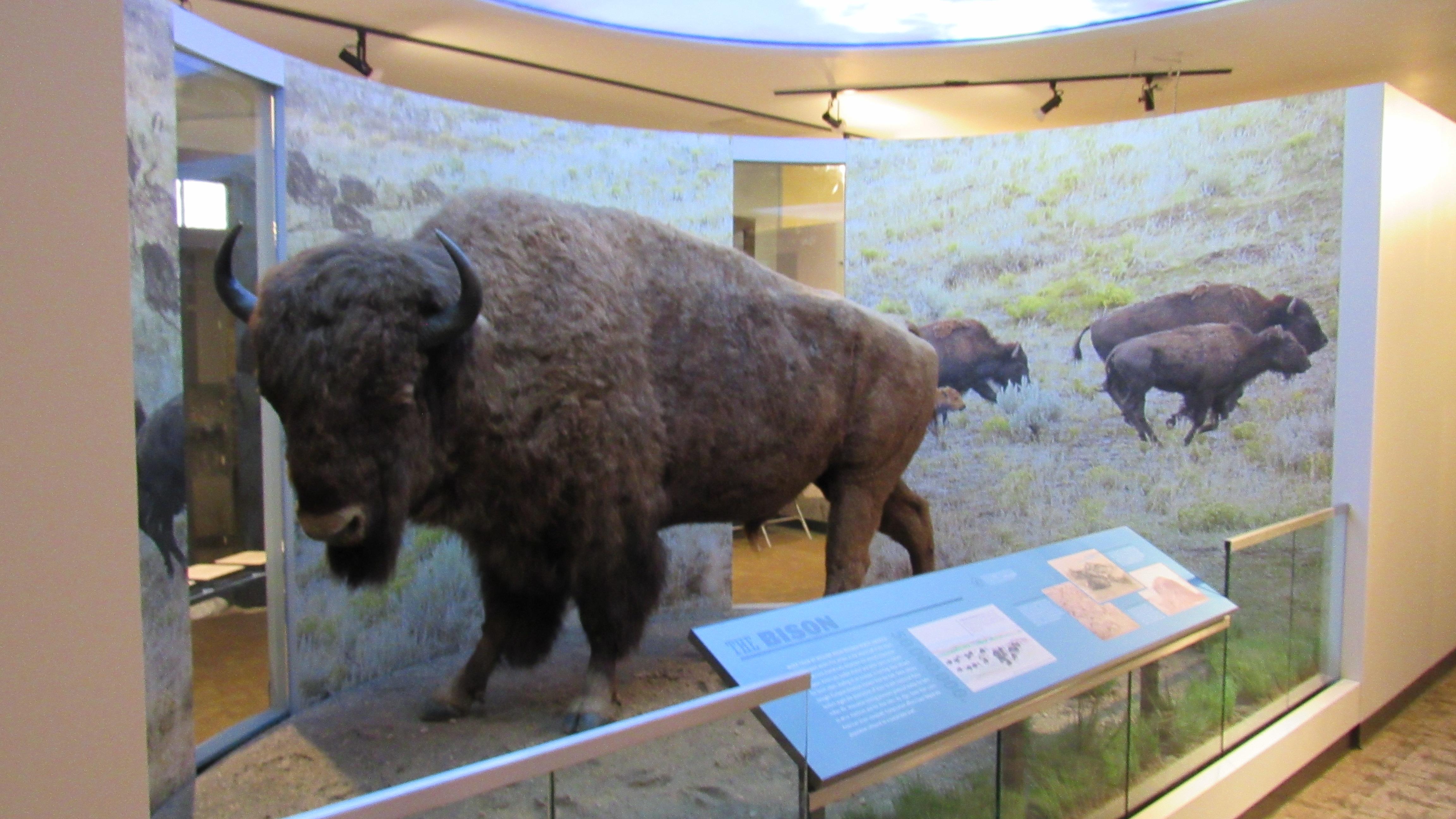 Museum Exhibits - Bison Display