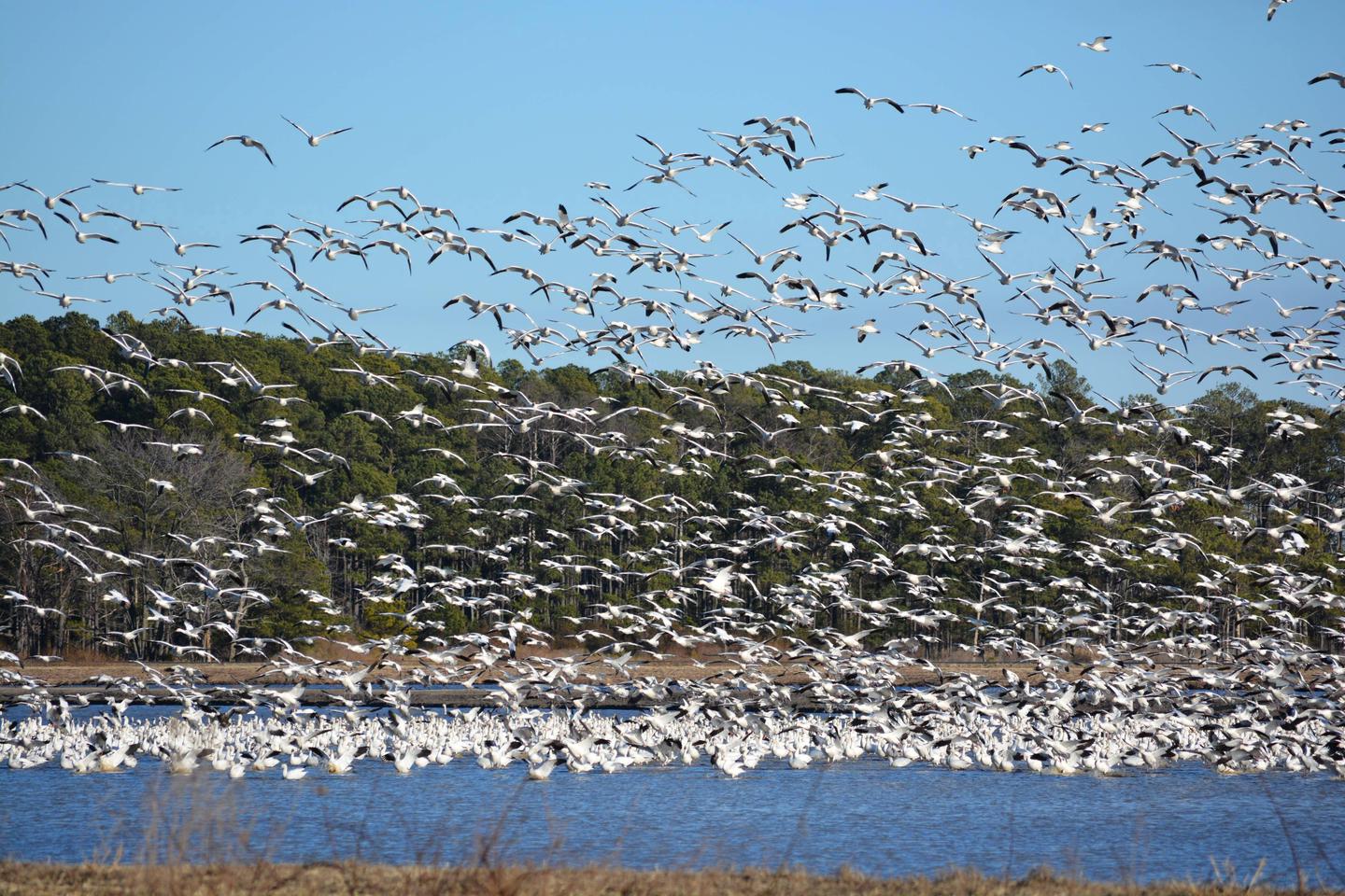 Snow geese taking off from a refuge impoundment.Snow geese leaving a refuge impoundment.