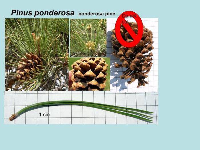 Ponderosa Pine Id - 3 needle pine