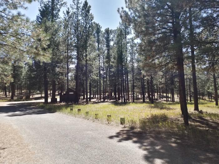 An image of pine trees near a paved road with clear blue skies.Driveway in campground.