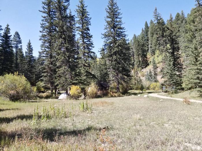 A meadow with spruce and changing fall colors from shrubs in the campground.Meadow in Panchuela Campground.