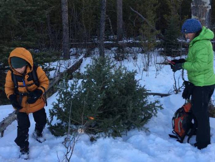 A local family selects their perfect tree for the holiday season.A local family selects their perfect tree for the holiday season.  They are wearing appropriate cold weather, water resistant clothing, hats, gloves and boots.  Using a hand saw and with their permit in hand, they will cut it down.