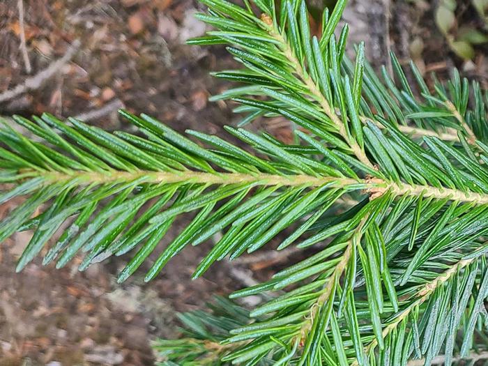 Preview photo of Gila National Forest Christmas Tree Permit