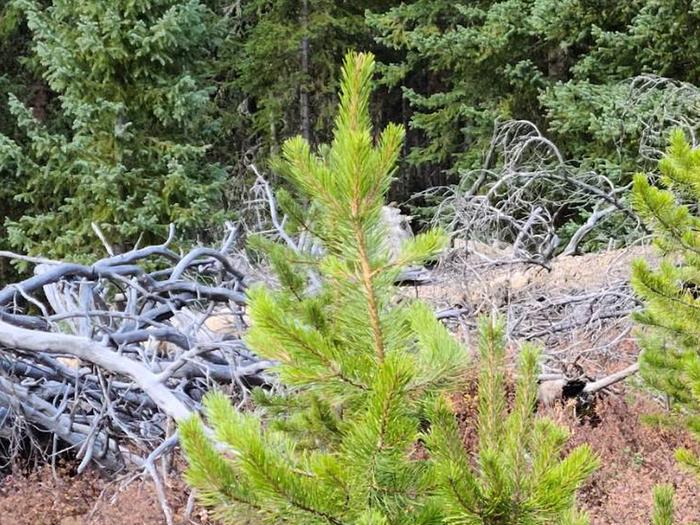 Preview photo of Gifford Pinchot National Forest Christmas Tree Permit