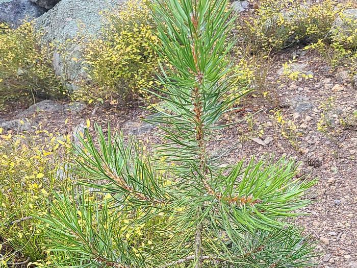 Preview photo of Beaverhead-Deerlodge National Forest Christmas Tree Permit