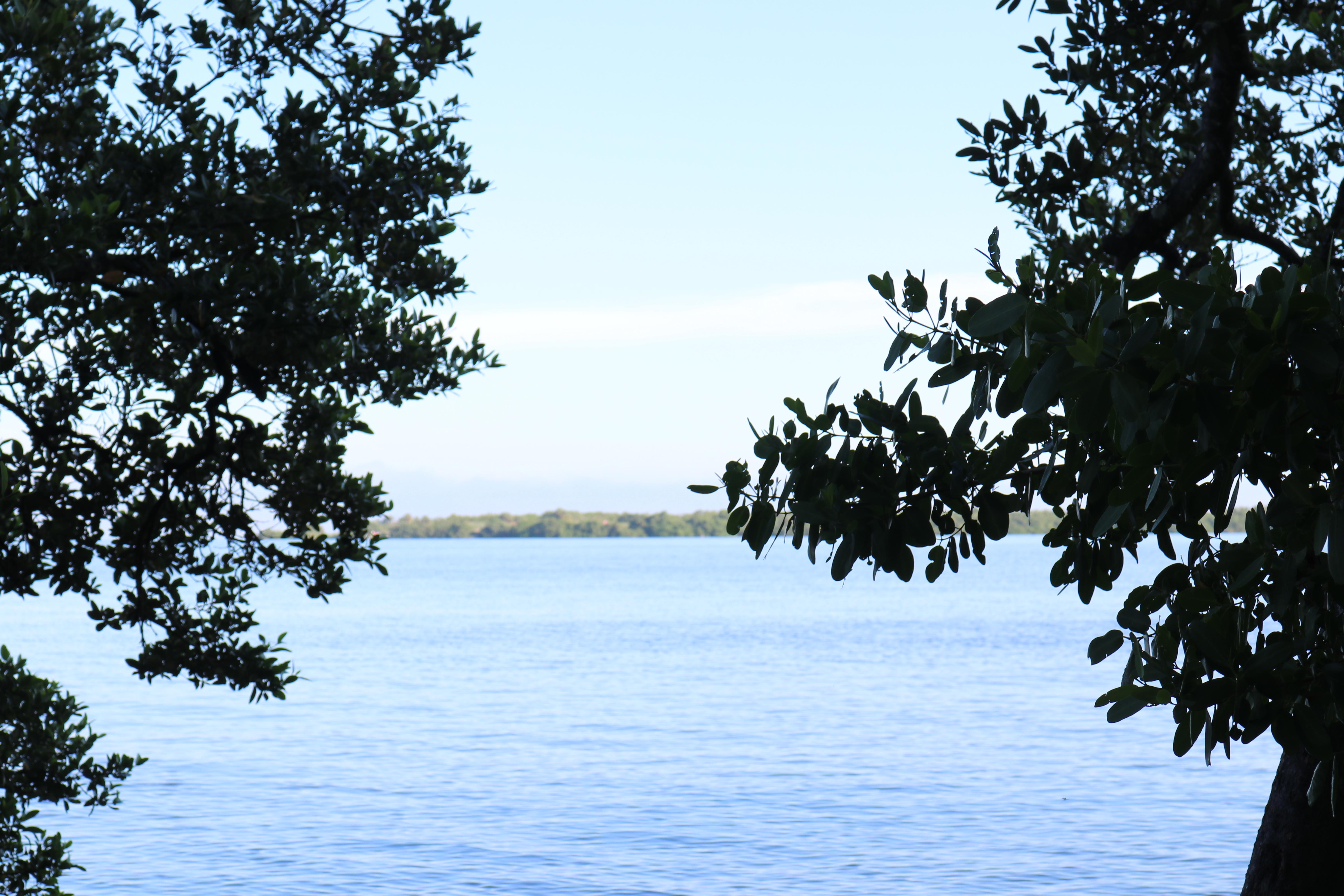 Looking out Through the Mangroves
