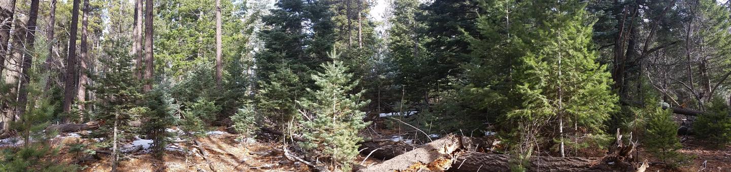 White fir and Douglas-fir trees available on the Mogollon Rim Ranger District 