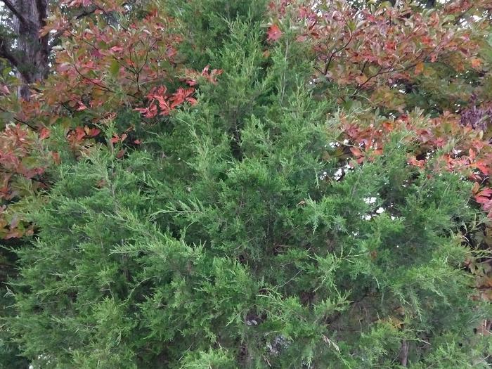 Preview photo of Shawnee National Forest Christmas Tree Permit