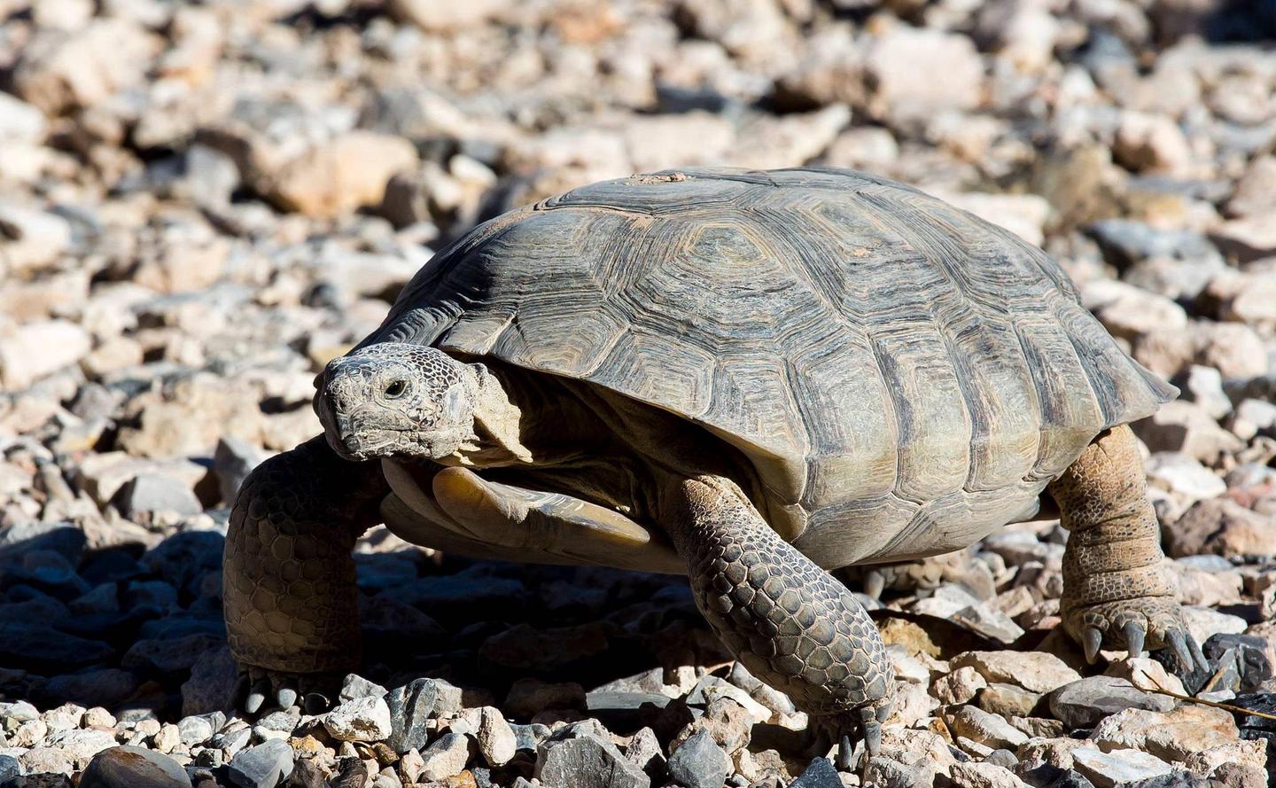 A close-up picture of a desert tortoise.
