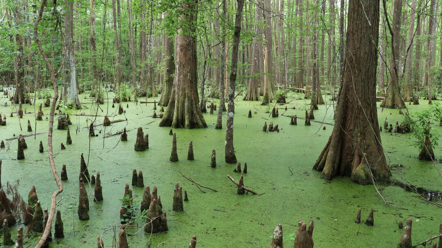 Lance Rosier SwampThe Big Thicket is home to large swamps, full of bald cypress trees and knees.