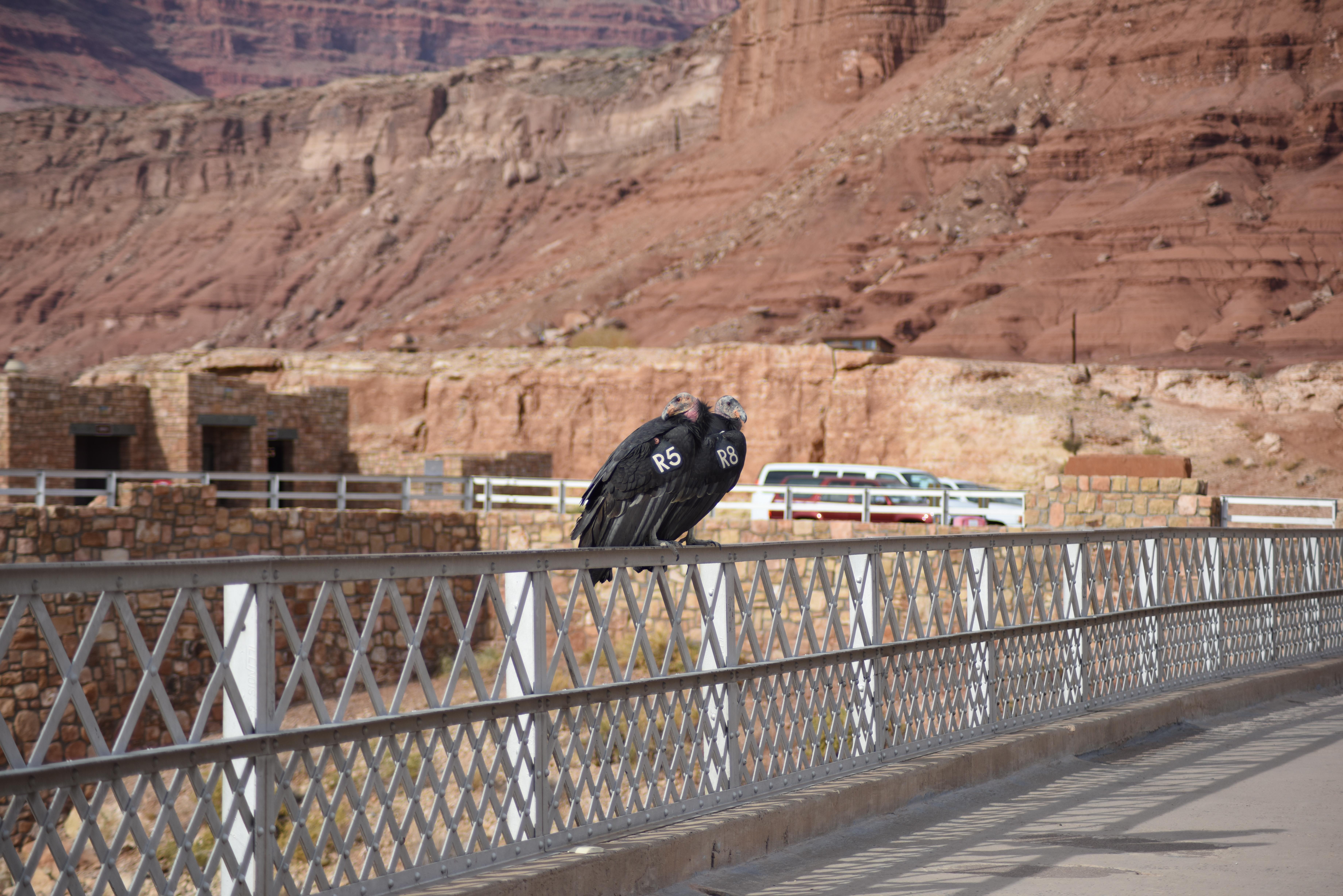 Candors on the historic Navajo Bridge