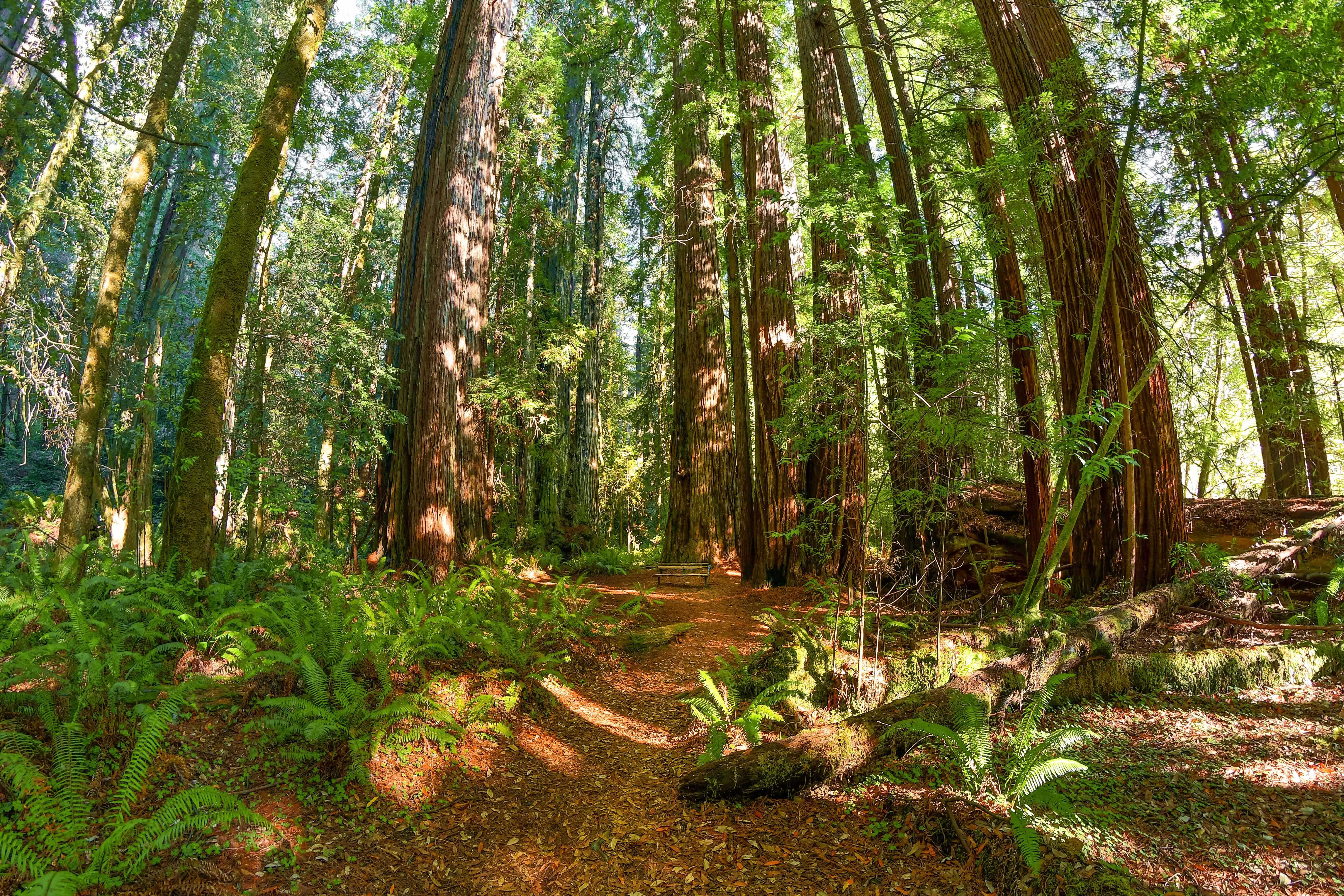 A Redwood Grove