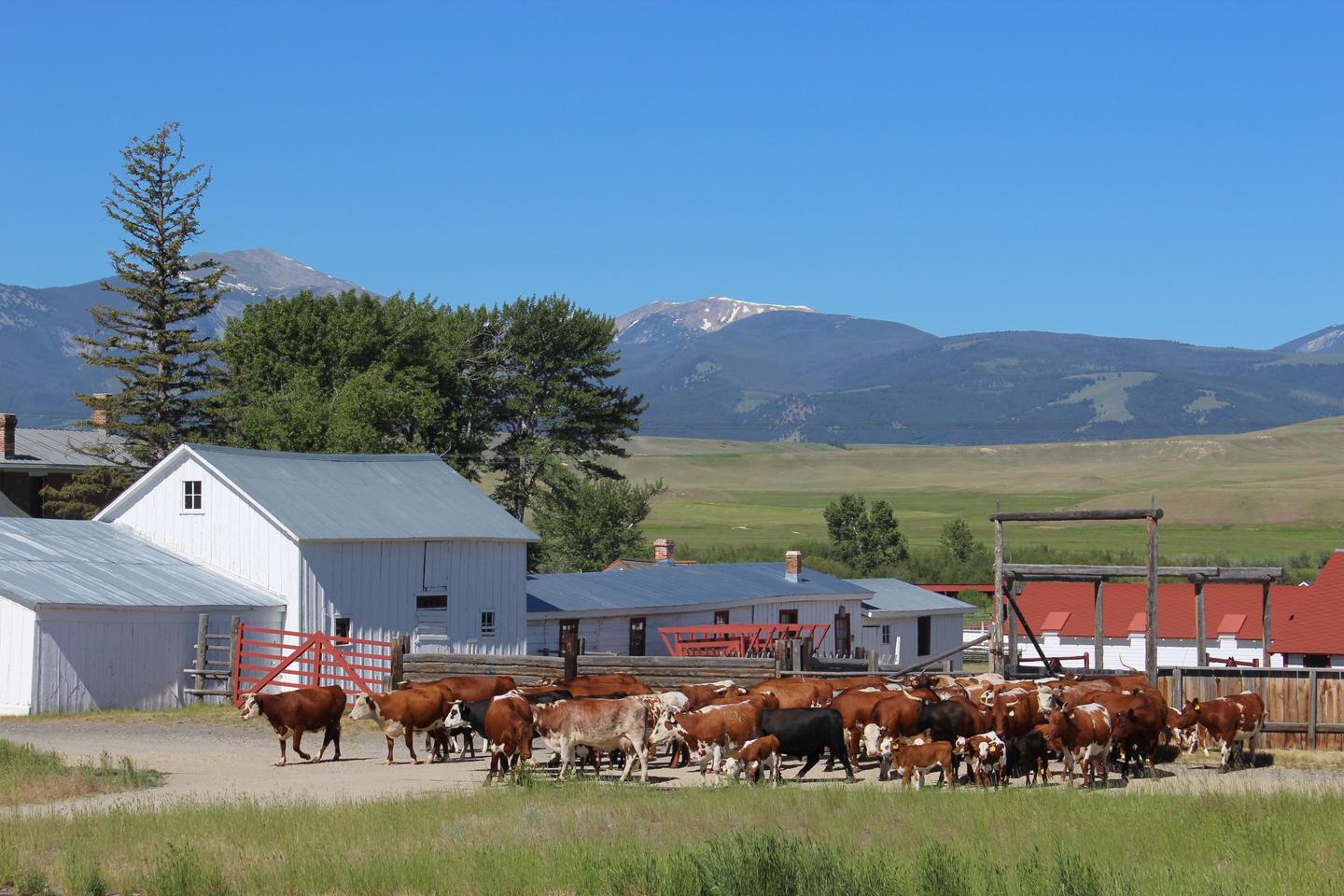 Cattle Herd MovingThe ranch cattle herd contains Hereford, Shorthorn and Texas Longhorn, which were popular breeds during the Open Range Cattle Era