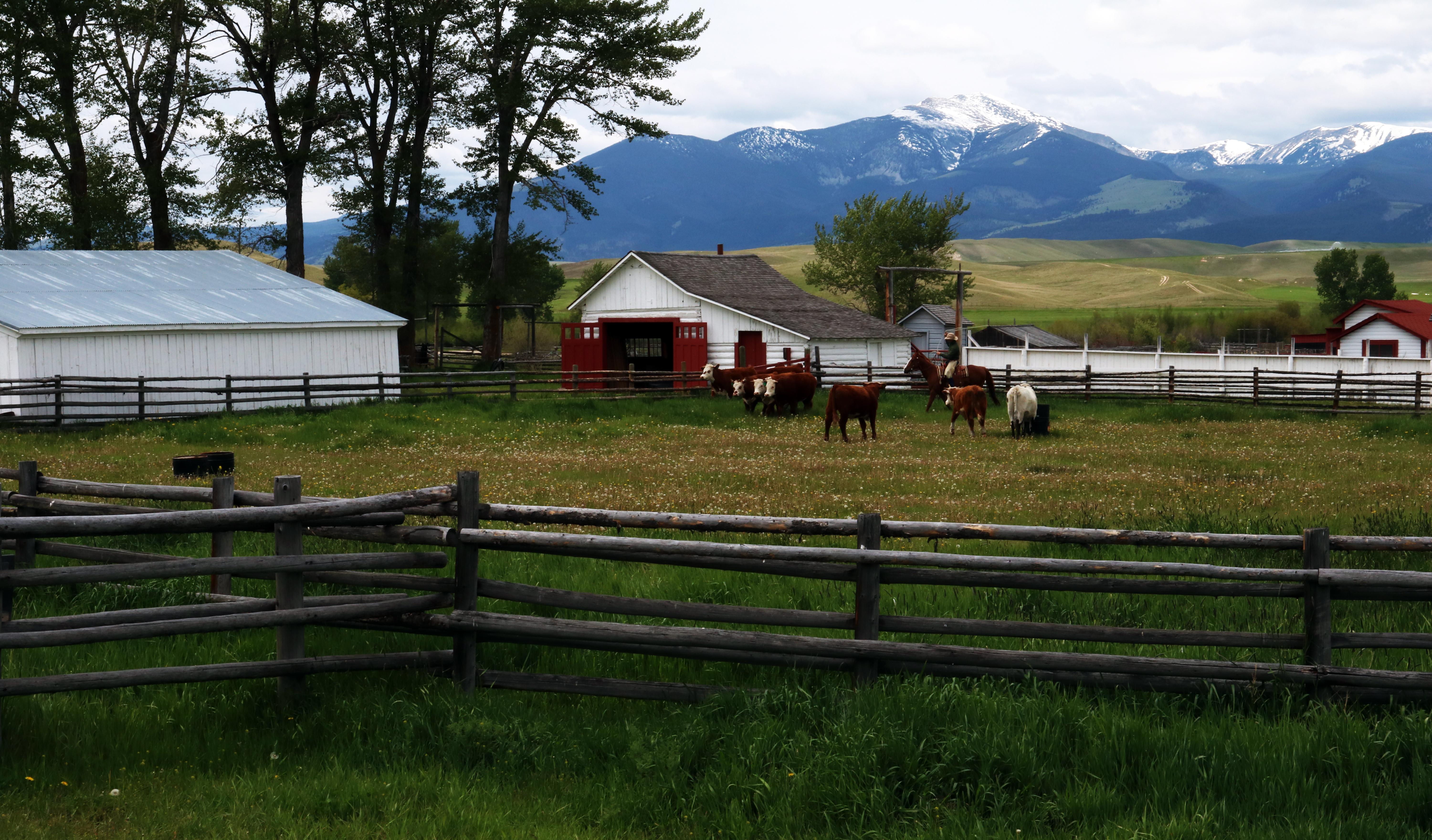 Cowboy on Horseback with Cattle