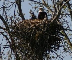 Bald eagles in nest