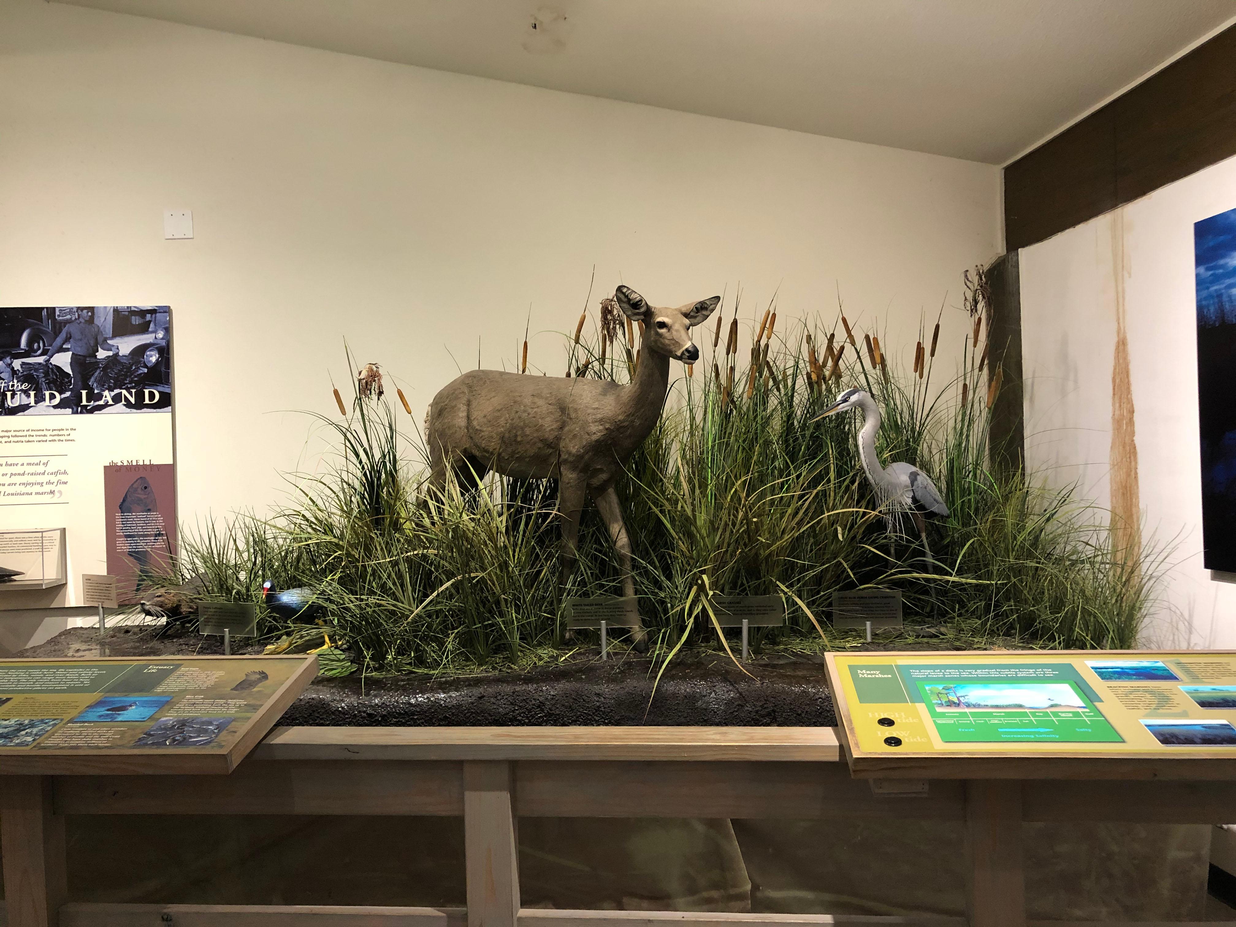 Animal Exhibit Inside Visitor Center