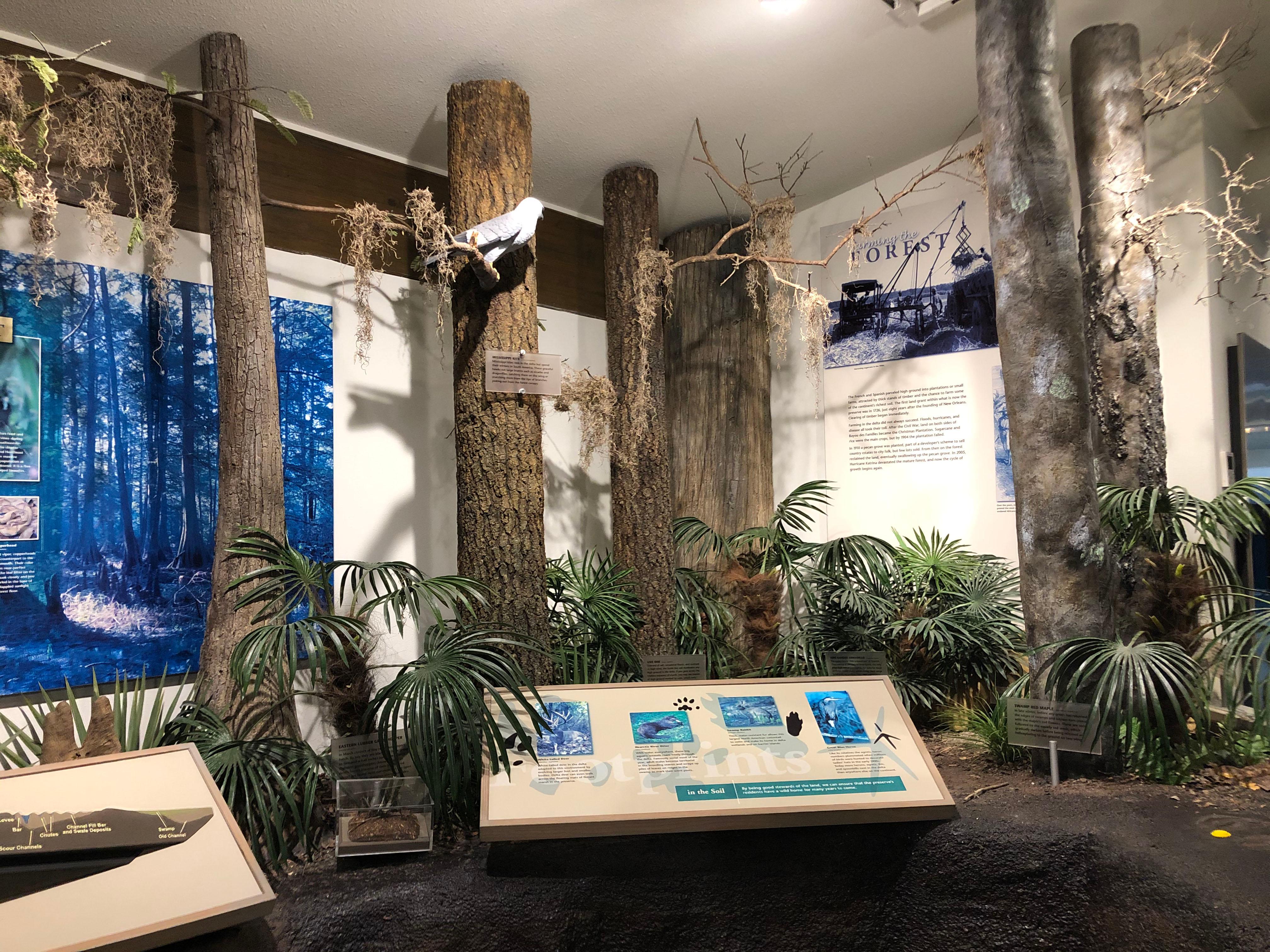 Forest Exhibit inside Visitor Center