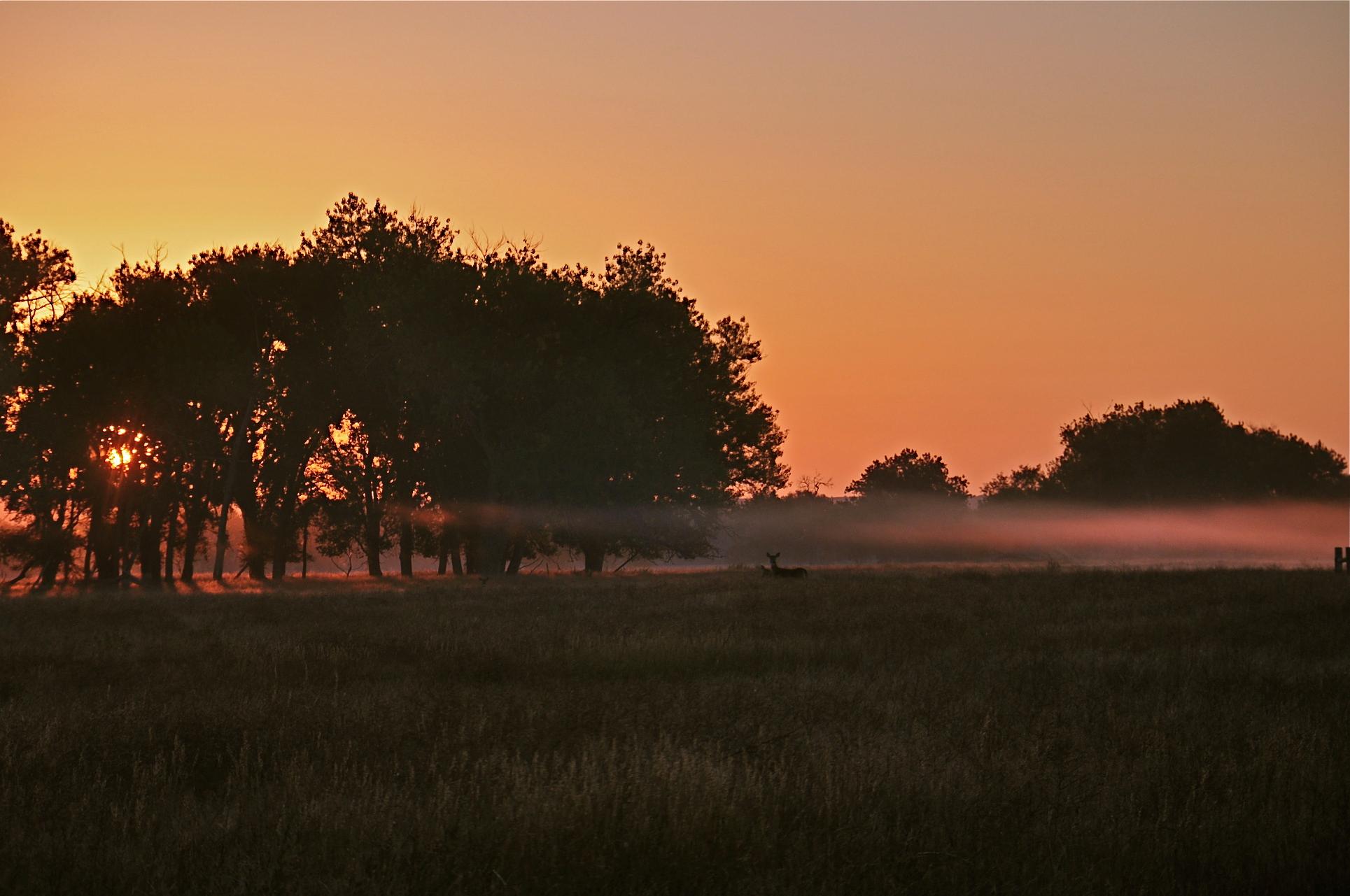 Morning Fog at the Old Holtclaw Tract