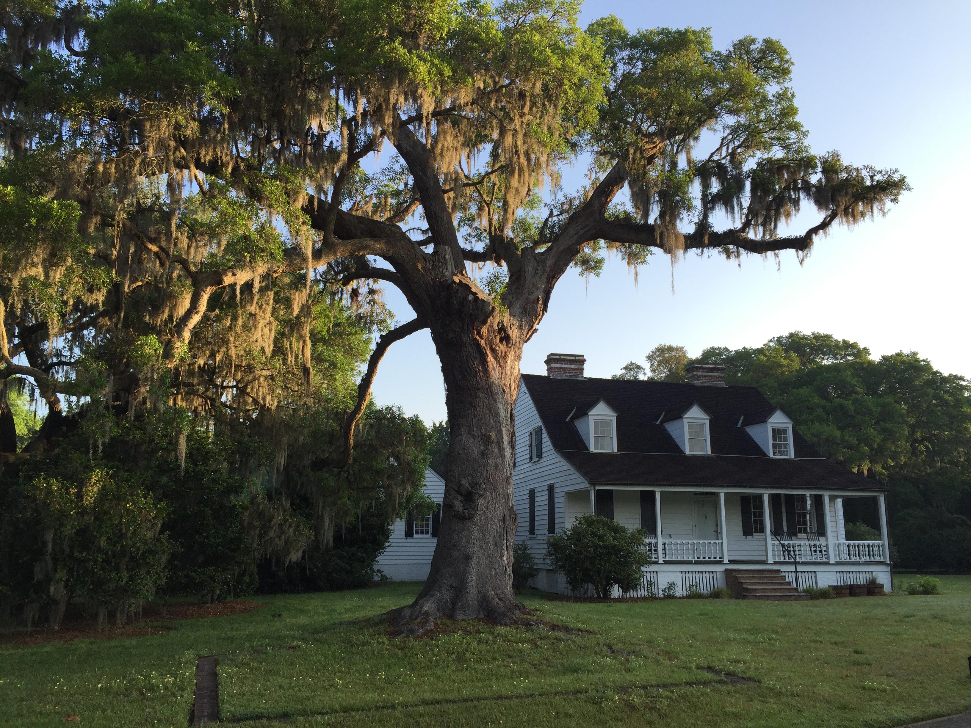 Charles Pinckney NHS Historic Entrance of 1820s House with Oak Tree