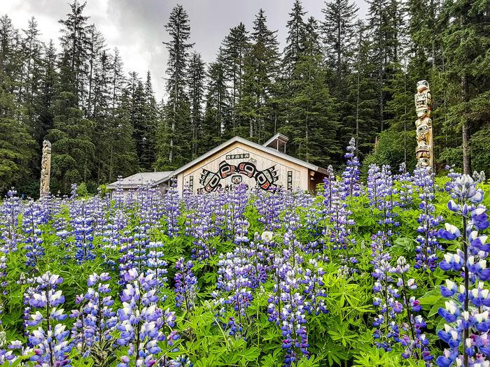 Huna Tribal House and Lupine WildflowersThe Huna Tribal House is a place of cultural significance in Glacier Bay