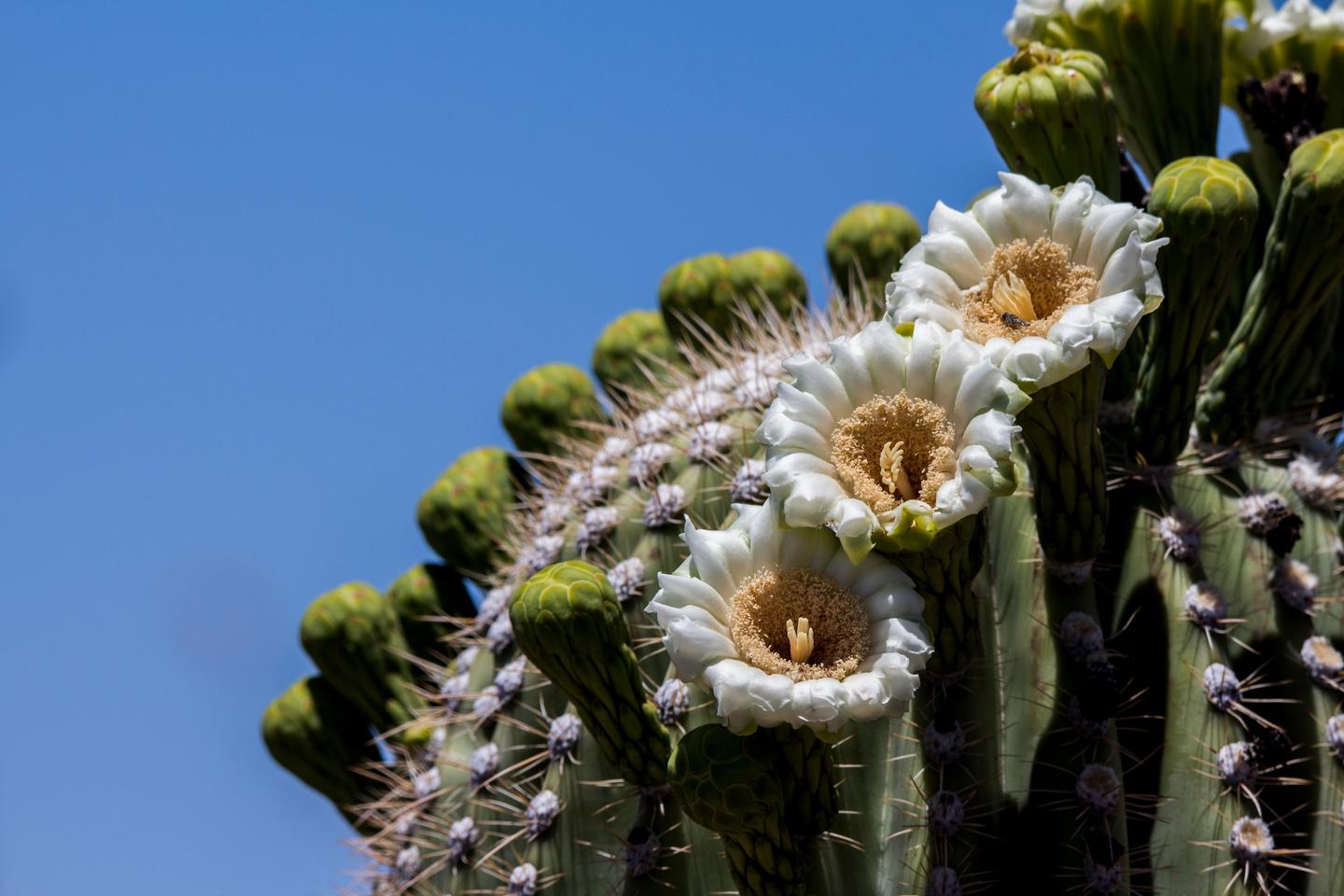 Saguaro FlowersThe flowering season in Saguaro National Park attracts visitors from all over the world.