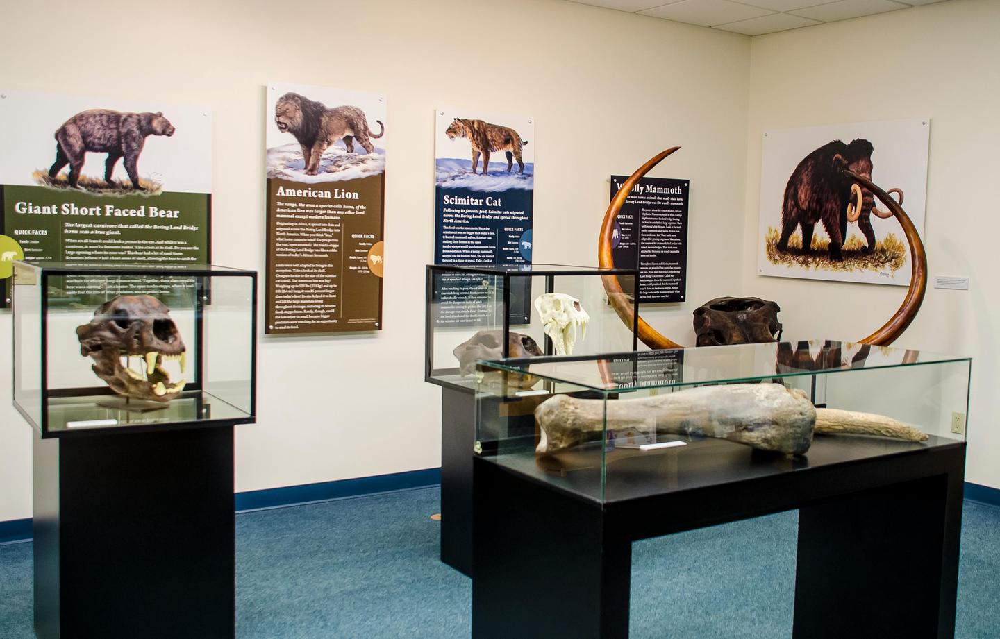 Visitor Center Ice Age SkullsIce Age exhibit at Bering Land Bridge National Preserve.