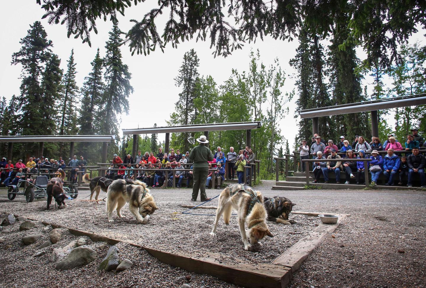 Sled Dog DemonstrationA crowd takes in a sled dog demonstration in the Denali Park Kennels