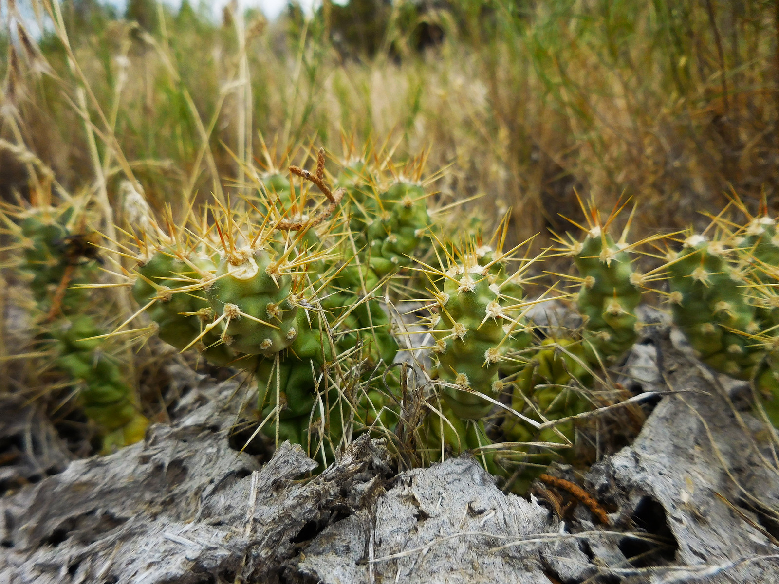 Cacti at Sutton Mountain WSA