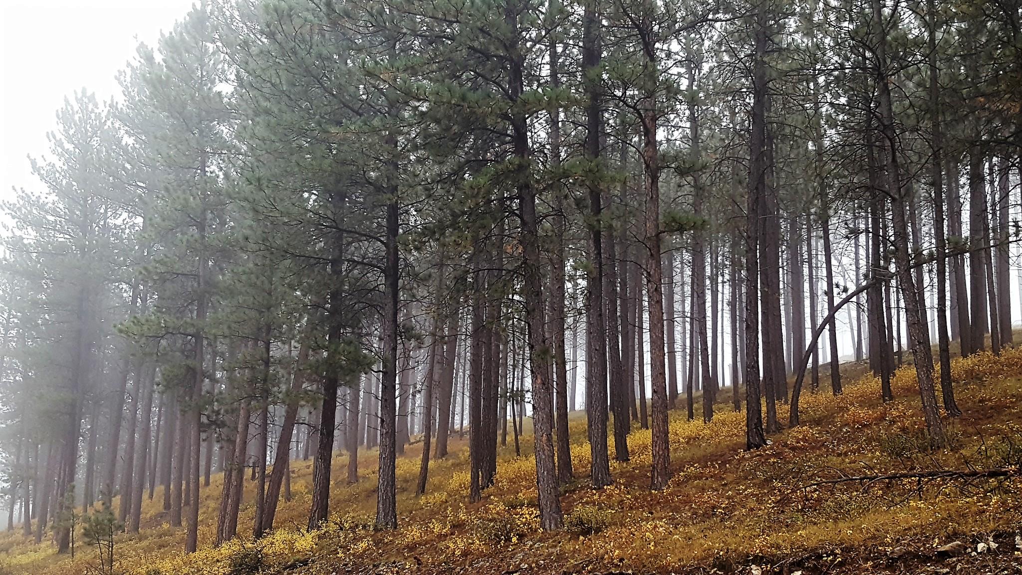 Fall Season Foliage in Fog