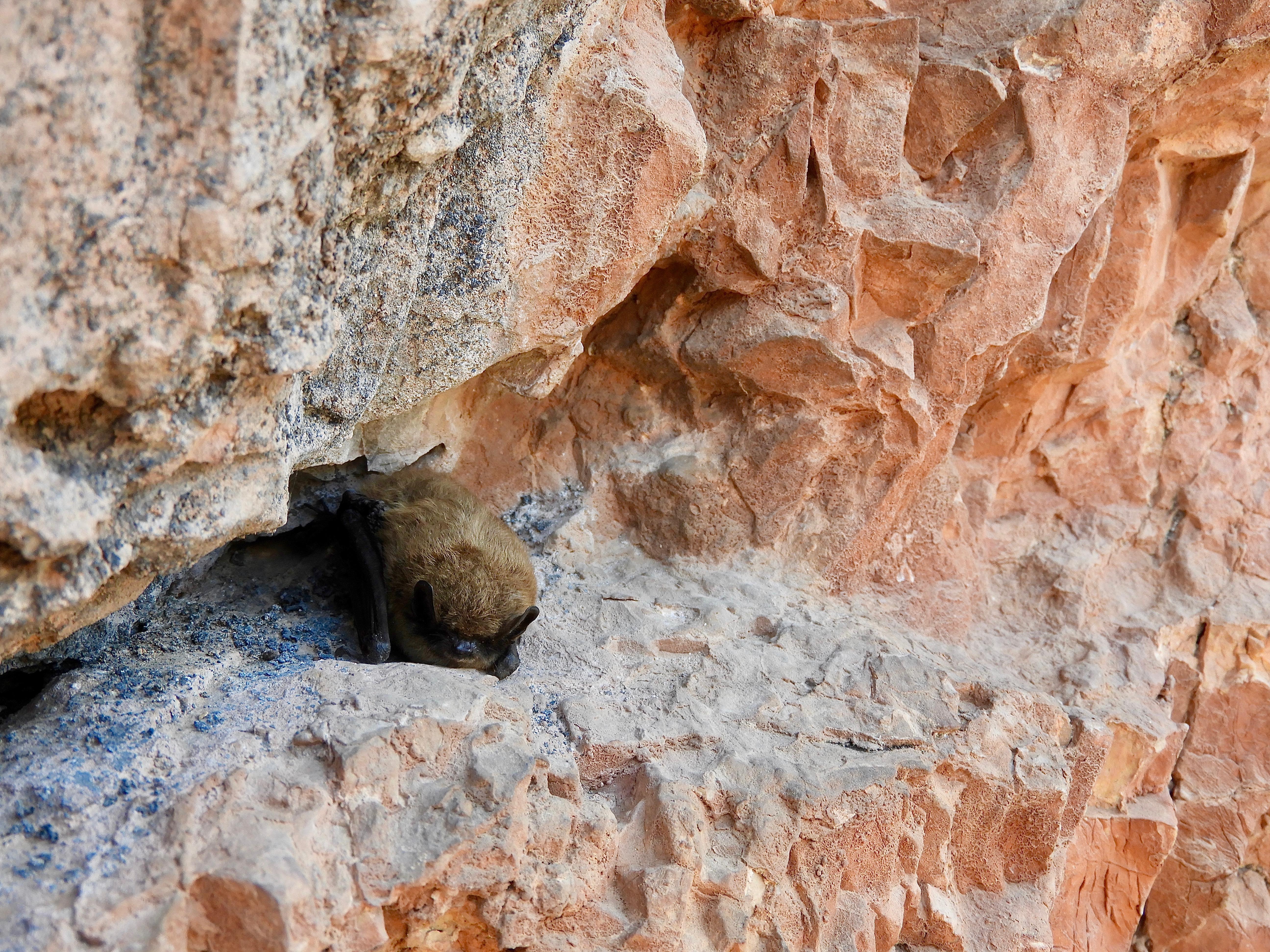 Bats at Jewel Cave