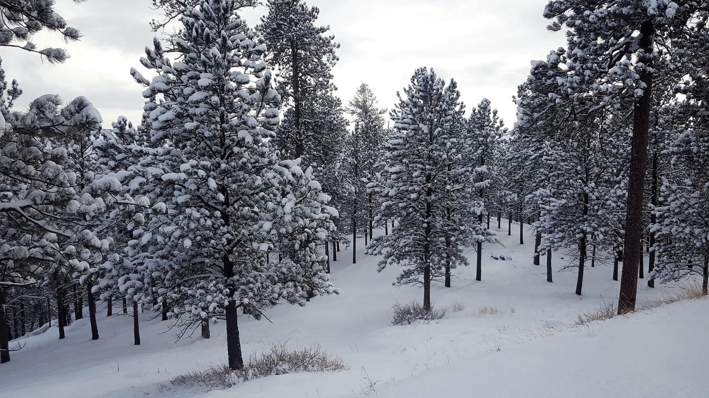Winter in the PinesAlthough a "slower" time of year, the winter season offers some of the best scenery of the ponderosa pine forest.