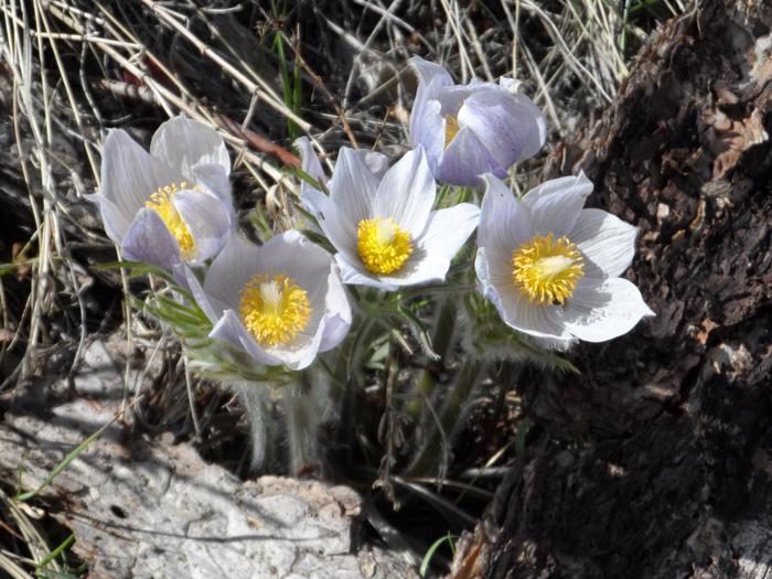 Pasque Flowers in BloomJewel Cave is home to several species of wildflowers, such as the South Dakota State Flower - the pasque flower.
