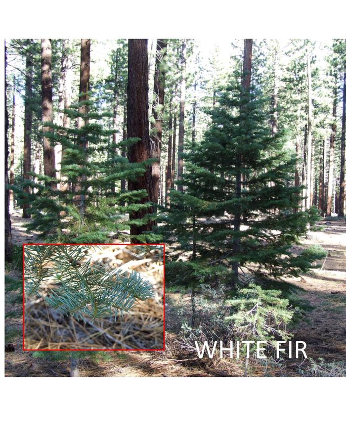 White FirWhite Firs are found at lower elevations.
Needles flat along branches