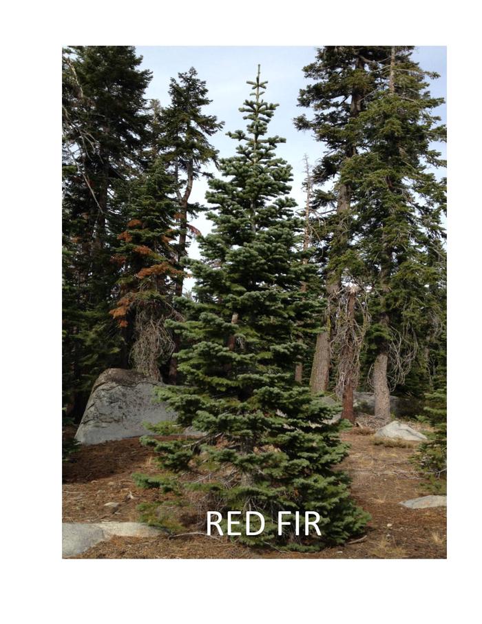 Red FirRed Firs are found at higher elevations.
Needles curve up along branches.