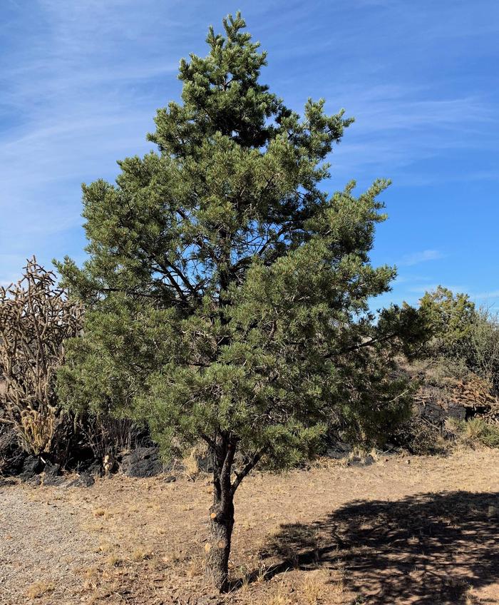 Pinion Pine TreePinion tree at site 24.