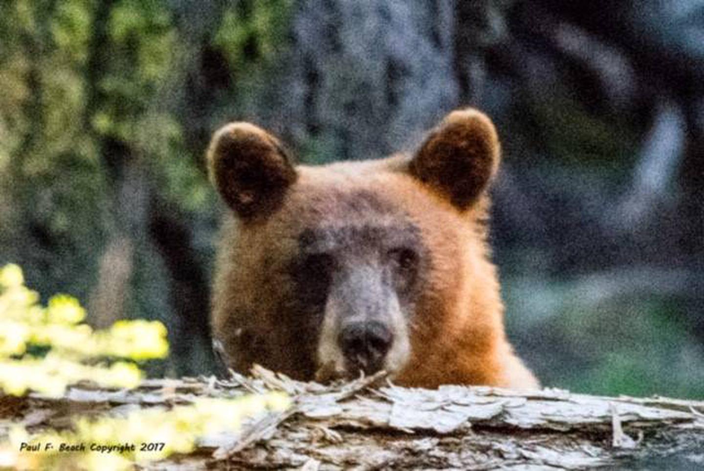 Bear in Yosemite National Park