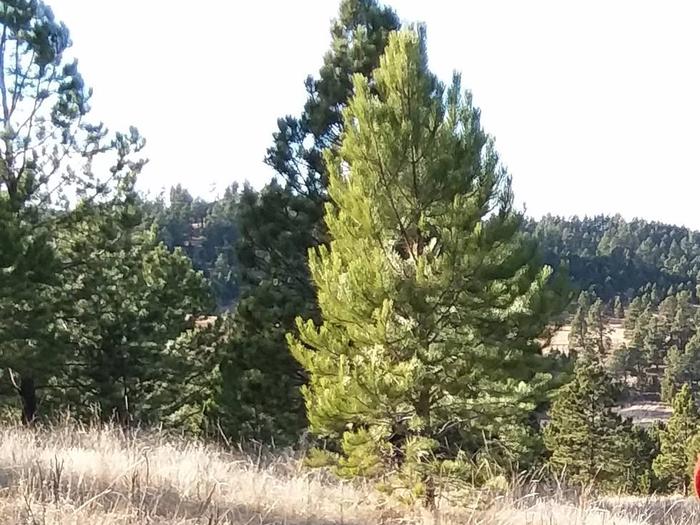 Ponderosa Pine trees on the Pine Ridge Ranger District.Trees on a hillside.