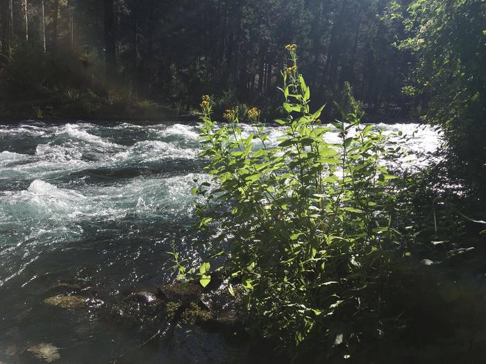 The Metolius River runs cold and clear next to Monty CampgroundThe Metolius River runs cold and clear